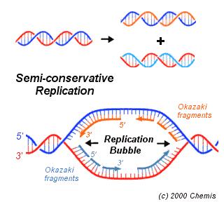 DNA-Replikasjon