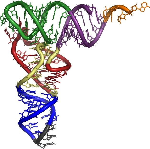 t-rna ca 40 typer Kløverbladmodel Noen fellestrekk for t-rna: - 70-80 nukleotider - Acceptor stem; konstant antall