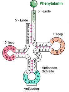 inneholder Tymin -Variable loop/arm; størst variasjon (4-21 basepar) -Anticodon; inneholder de tre (komplementære