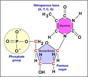 DNA A / C / G / T 2 -deoxyribose monofosfate Chargaff s rule (1950) T/A 1 og C/G 1 2 -deoxythymidine monofosfat A-form B-form