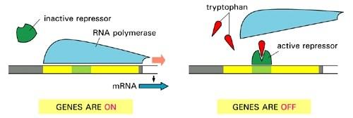 RNA-polymerase må binde seg til promotor for at transkripsjon (og proteinsyntese) skal finne sted. En del av promotoren kalles operator.