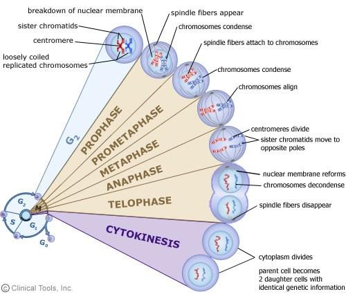 Cellesyklus