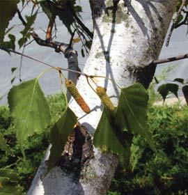 BREZA - Betula pendula Kad se govori o brezi, mo`da je dovoljno re}i da se, osim samonikla u prirodi, nalazi i na gotovo svakoj urbanoj zelenoj povr{ini.