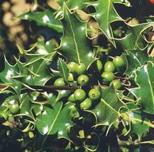 ZELENIKA (BO@IKOVINA) - Ilex aquifolium Planinski zimzeleni `bun koji samoniklo raste na sve`em kre~nja~kom zemlji{tu u bukovim i {umama