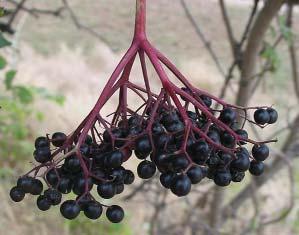 Mladi listovi beru se u maju i junu. ZOVA CRNA - Sambucus nigra Visoki listopadni `bun, {iroko rasprostranjen.