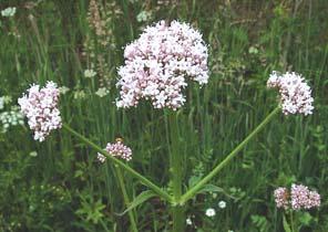 ODOLJEN - Valeriana officinalis Latinski naziv biljke poti~e od latinske re~i valere, {to zna~i biti zdrav, biti sna`an.