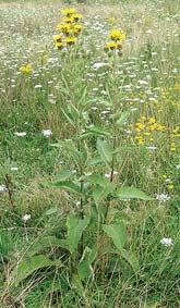 OMAN - Inula helenium (Helenium grandiflorum) Vi{egodi{nja zeljasta biljka, {iroko rasprostranjena na vla`nim livadama, obalama vodotokova, {umskim proplancima, u jarcima i