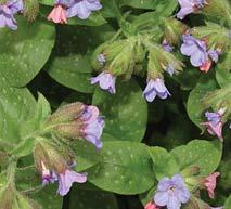 PLU]NJAK (MEDUNIKA) - Pulmonaria officinalis Vi{egodi{nja zeljasta biljka, raste nisko pri tlu, na vla`nim, blago zasenjenim mestima {umskih proplanaka, pored `ivica, potoka i sl.