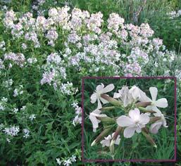 SAPUNIKA - Saponaria officinalis Zeljasta biljka mirisnih cvetova, rasprostranjena na vla`nim i senovitim mestima i siroma{nim zemlji{tima - peskovitim livadama, vrbacima i pored vodotokova.