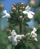 TIMIJAN - Thymus vulgaris Vi{egodi{nja, zimzelena, poludrvenasta biljka poreklom sa Mediterana. Samoniklo raste na kamenjarima i siroma{nim i suvim terenima. Dobro se prilago ava kontinentalnoj klimi.