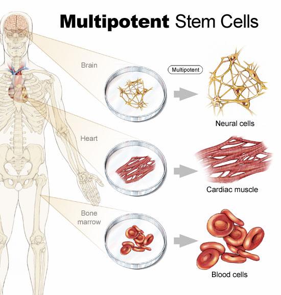 2) Stamceller som kan erstahe nerveceller Hjernens egne stamceller