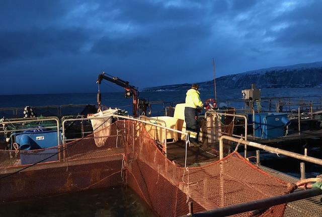 1 Bakgrunn om fisken Oppdrettstorsken som ble brukt ble levert av Havbruksstasjonen i Tromsø AS. Stammen var fra Nasjonal avlsstasjon torsk.