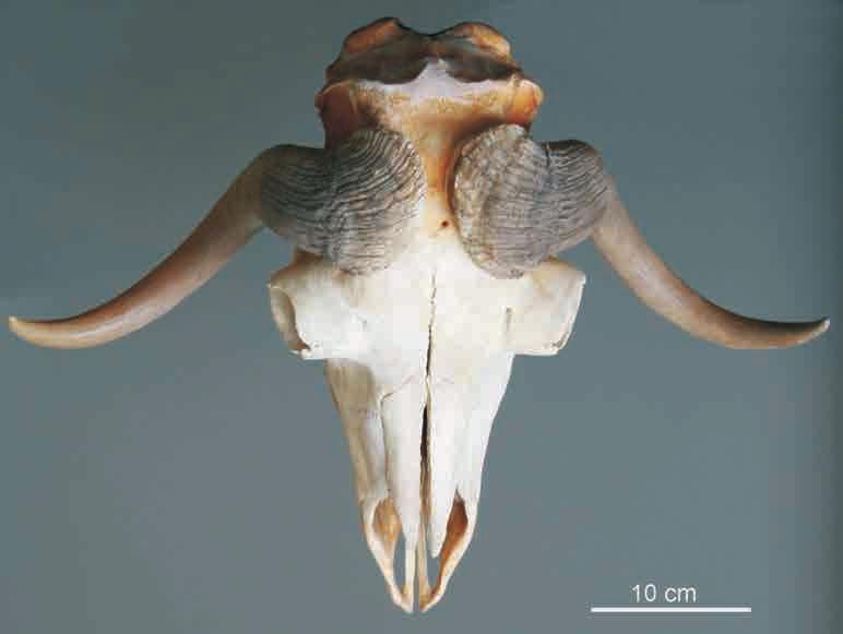 Muskusveise (Ovibos moschatus) kolju piri (Tapirus, sp.