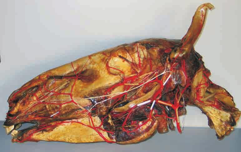Hobuse pea veresoontega Kogus on rohkesti koduloomade veresoonte ja närvide topograafilis-anatoomilisi ning korrosioonmeetodil valmistatud preparaate.