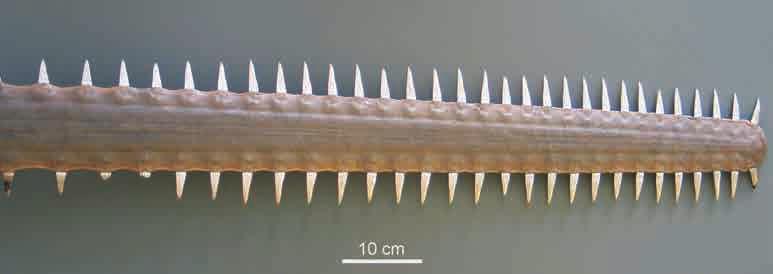 Saagrai (Pristis pectinatus) ninamik Instrumendid Anatoomia kogus leidub ligi 40 instrumenti, mida on kasutatud aegade vältel anatoomiaalases uurimistöös.