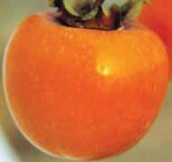 Popularnost duguje obilju sočnih plodova bogatih vitaminom C.