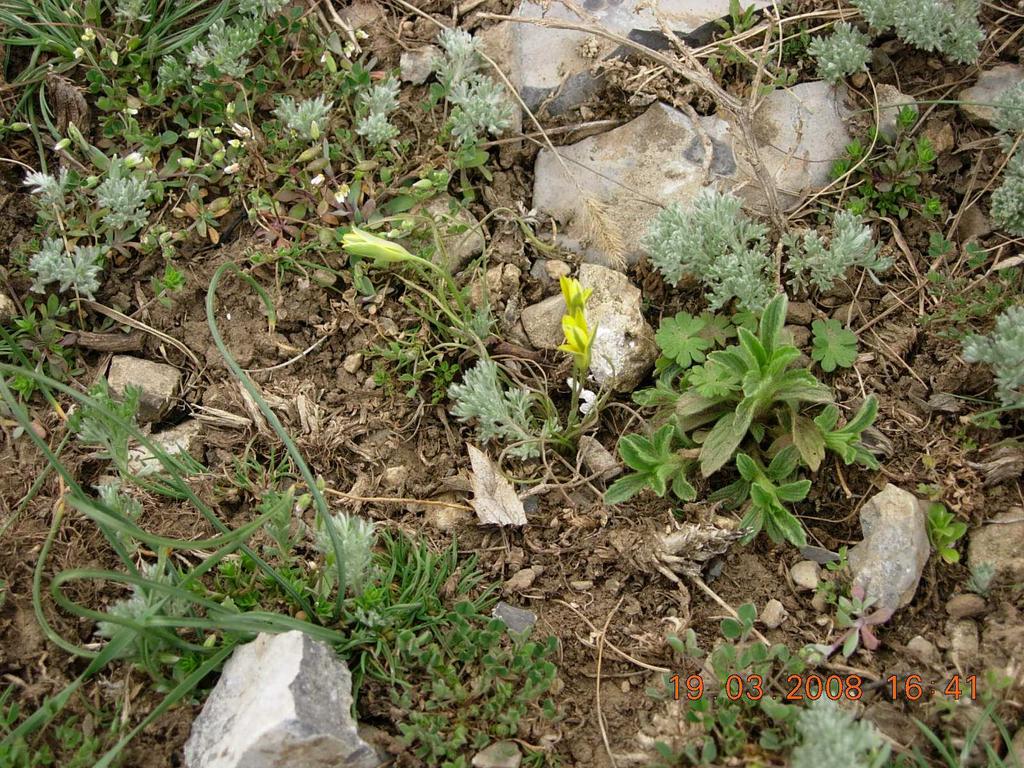 Dintre aceste specii enumeram: Erodium cicutarium (pliscul - berzei), Achillea millefolium (coada