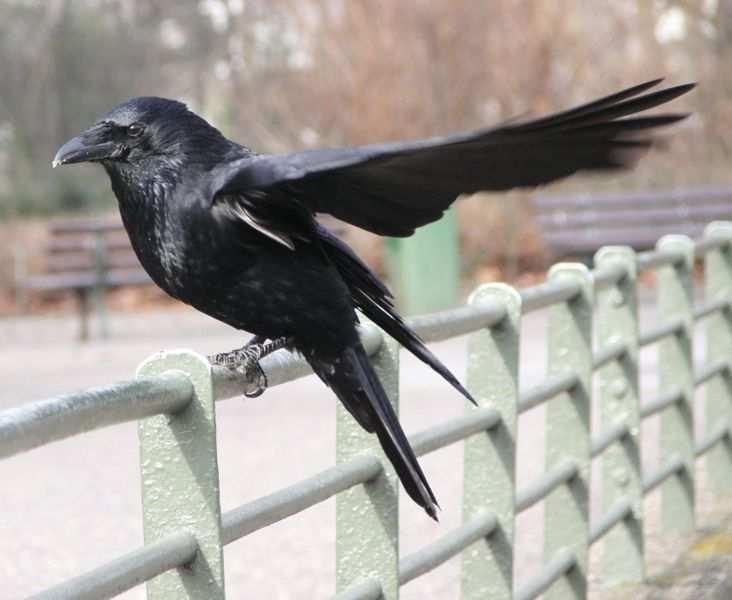 Cioara griva (Corvus corone L.) Are capul, gusa, remigele aripilor si retricele cozii de culoare neagra mata, restul corpului fiind cenusiu.