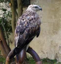 Falco cherrug, Coracias garrulus, Hieraaetus pennatus, Accipiter brevipes, Circaetus gallicus, Circus