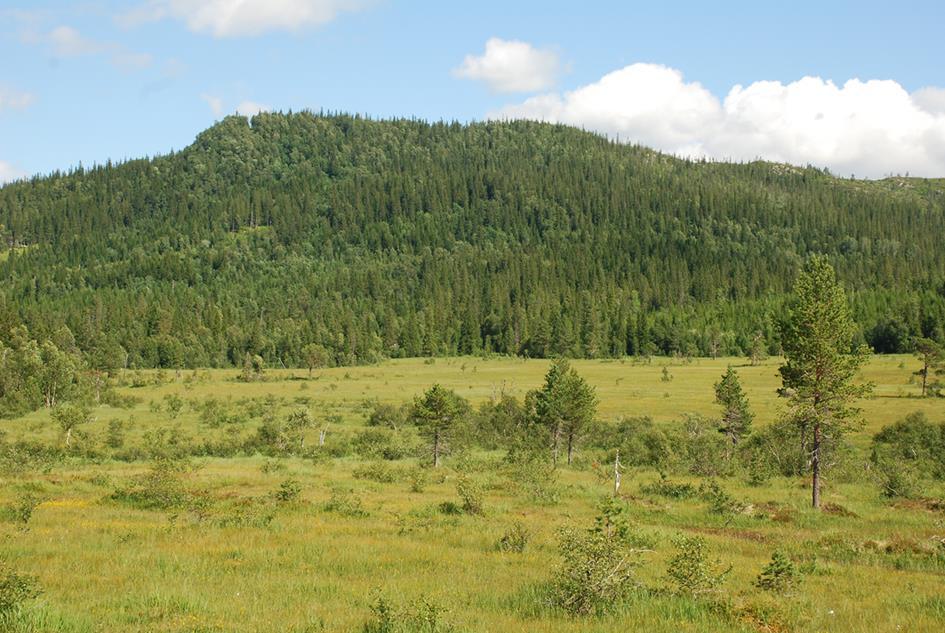 Skjøtselsplan for Karienget og Sjurdenget, slåttemyr, Høylandet kommune, Nord- Trøndelag fylke.