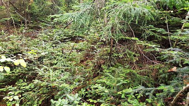 Fremmede treslag i norske verneområder en kort kunnskapsoversikt KONKLUSJON Verneområdene i Norge skal bevare sårbare og truede naturtyper, inkludert artene og mangfoldet som finnes der.