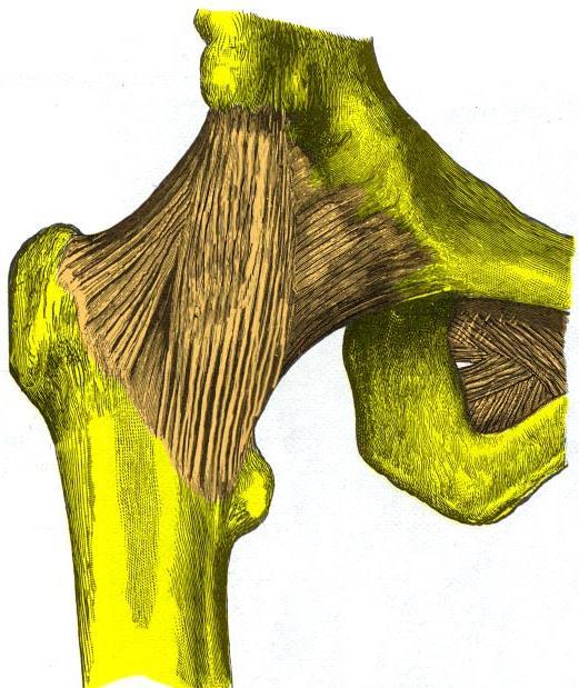 7. Hoften og bekkenets anatomi 7.1 Høyre hofte sett forfra Spinea iliaca anterior inferior Lig.
