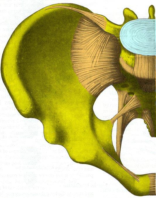 7.8 Ligamenter og referansepunkter i bekken sett forfra Lig. iliolumbale Lig. lumbosacralis Lig. 5te lumbar vertebra Lig.