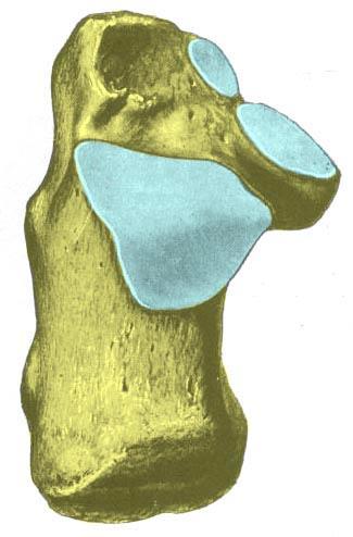 1.5 Venstre os calcaneus sett ovenfra Facies articularis talaris anterior Facies articularis talaris posterior Facies