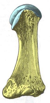 articularis ossa sesamoidea Sett fra medialt. Sett fra lateralt.