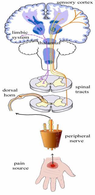 Neurobiology of pain Transferred from skin to spinal cord via Aδ fibres: fast, habituates quickly C-fibres: slow and continuous Three neurons Skin to spine (dorsal horn) Dorsal horn to thalamus
