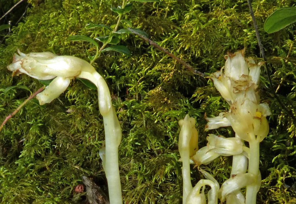 Figur 7 Snau vaniljerot (Monotropa