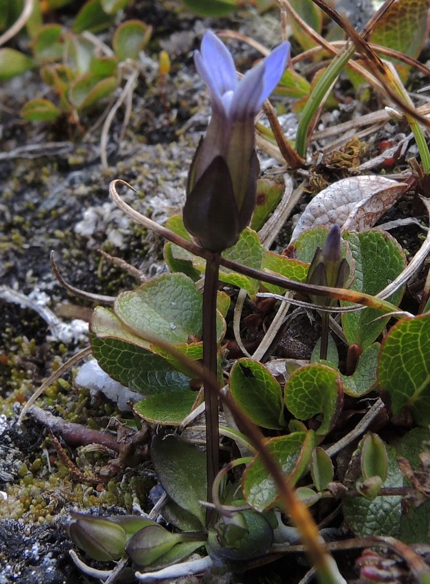 Parnassia palustris ble notert. Der det var litt mer fuktig var det store mengder gulsildre Saxifraga aizoides. En del forskjellige sopper og lav ble også sett.