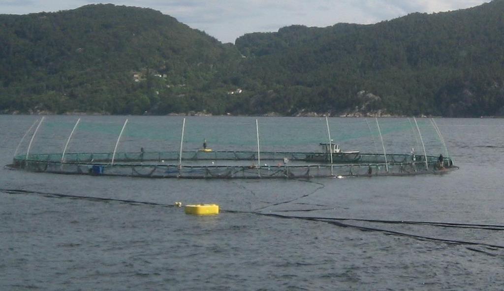 Velferdsindikatorer for oppdrettslaks: Hvordan vurdere og dokumentere fiskevelferd Del A. Fiskevelferd og oppdrettslaks, kunnskap og teoretisk bakgrunn Jonatan Nilsson 1 *, Lars H.