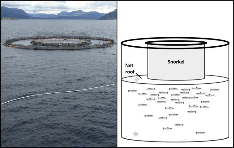 5.1 Oppdrett av fisk i snorkelmerder Snorkelmerd, eller Tubenot TM, er en standard merd med et nett-tak som holder laksen dypt i vannsøylen, samtidig som de har tilgang til overflaten via et lukket