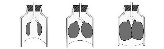23. Сликата претставува експериментален модел за механизмот на респирација. Балоните прикажани на слика 2, претставуваат бели дробови поврзани со цевчиња бронхии низ кои поминува воздухот.