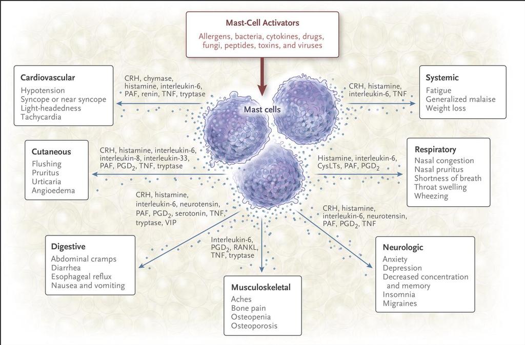 Clinically Relevant Mediators Released from Mast Cells and