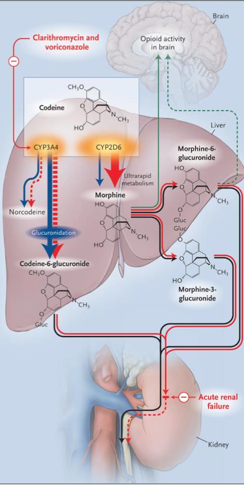 Kodein intoksikasjon i UM av CYP2D6 og interaksjon via CYP3A4 Mann, 62 år Lagt inn med lungebetennelse og hoste