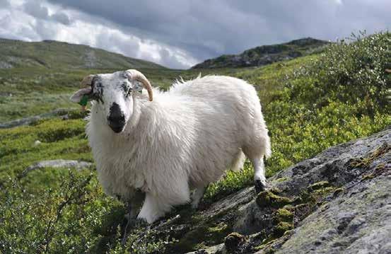 Andelen er regnet ut fra antall søyer med lamming, eller som har koden kasta/tom eller ikke para. Tabell 6.