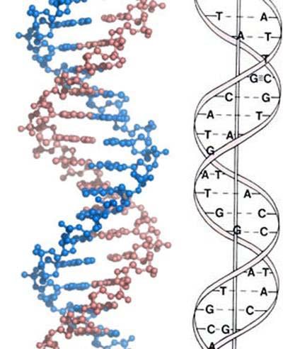in nukleotidov. Angleški znanstveniki O. T. Avery, M. McCarty in M. MacLeod so leta 1944 dokazali, da je DNA genetski material, ki je odgovoren za dedovanje in informacije v celicah [6]. 3.2.