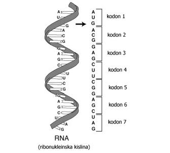 3.2.5 TRANSKRIPCIJA Pri transkripciji nastane mrna. Ker se zapis za enako beljakovino nahaja le na delu molekule DNA, se na mrna prepiše le določen del molekule DNA.
