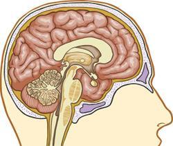 Nevropatologisk rapport Lewy-legemer multifokalt i dorsale motoriske vaguskjerne, hjernestamme, amygdala og neocortex Ikke funnet holdepunkter for CJD, AD/tauopati.