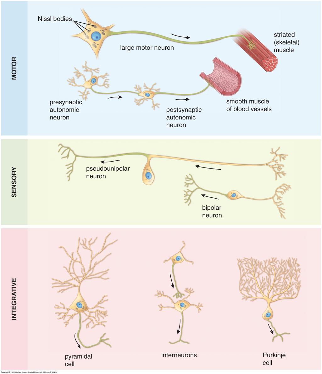 Klassifikasjon av nerveceller motoneuron presynaptisk / postsynaptisk autonomt neuron pseudounipolar nervecelle bipolar nervecelle
