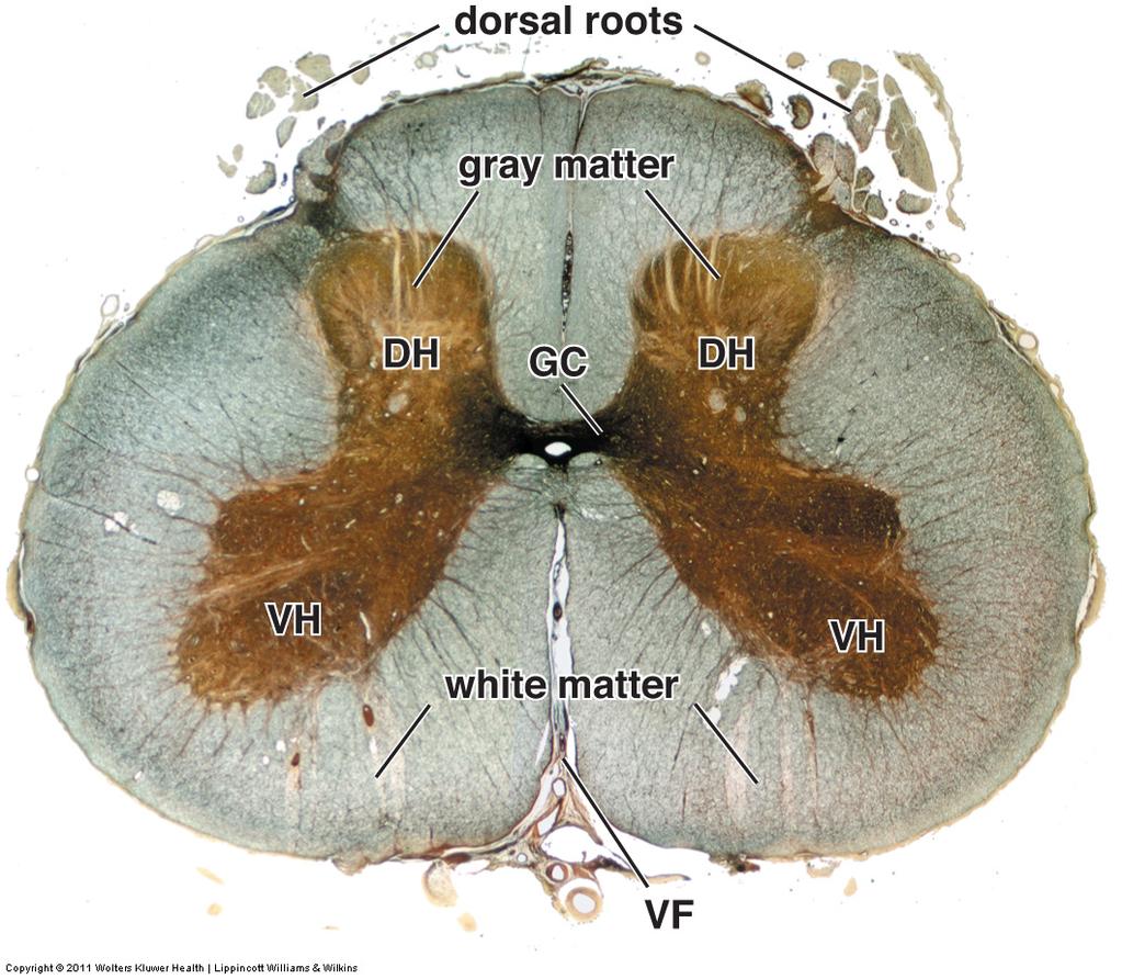 Medulla spinalis Fra Ross & Pawlina