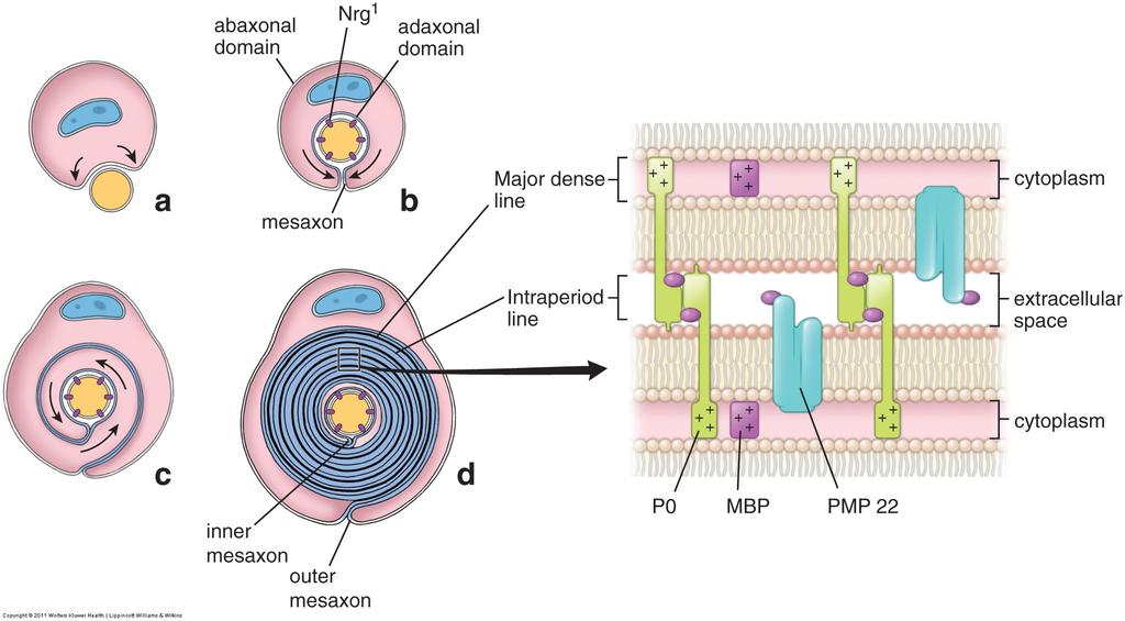 Myelin og myelinisering i PNS - Schwannske celler Indre og ytre mesakson MBP = myelin basic protein P0 = protein 0 (kun