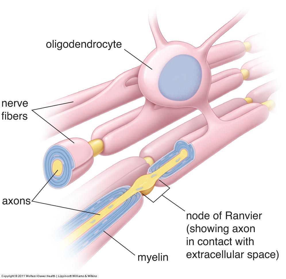 Myelin og myelinisering i CNS - Oligodendrogliaceller Oligodendrogliacelle Oligodendrocytt NB!