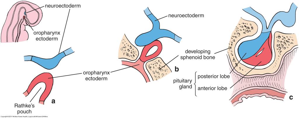Hypofysens utvikling Neuroektoderm neurohypofysen Ektoderm fra oropharynx adenohypofysen Rathkes