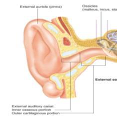 Mucoepidermoid karsinom Ceruminøst adenom Mellomøre og indre øre Plateepitelkarsinom Aggressiv papillær tumor Endolymfatisk sekktumor