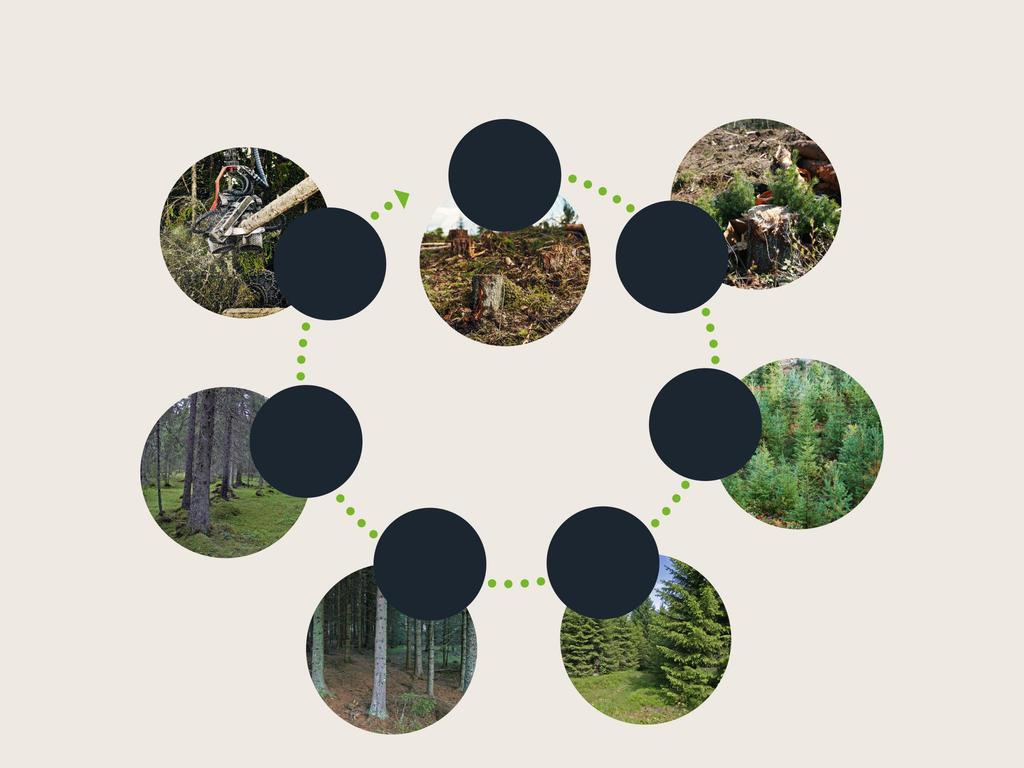 Skogen en fornybar ressurs en bærebjelke for det grønne skiftet Snauflate Hogstklasse I Hogst Planting Gammel