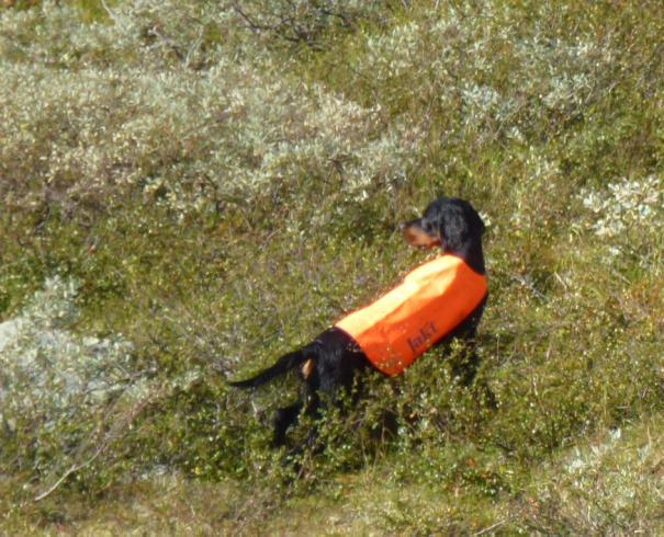 ES Ran og ES Vito åpner konkurransen etter pausen og tar godt for seg i tett vegetasjon. De tar stand samtidig på hver sin kant. Vito går villig på uten å presentere fugl.