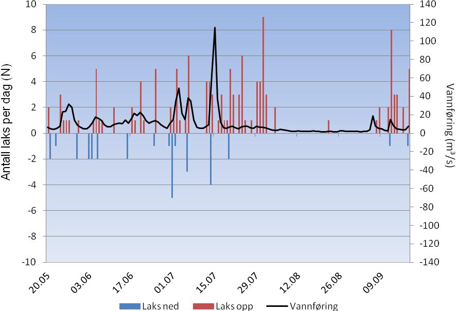 3.2.2 Voksen laks opp Det ble registrert totalt netto 101 oppvandrende voksne laks i Skjoma i 2012. Oppvandringen startet allerede i mai mens hovedtyngden av laks vandret opp i juli (Figur 5).